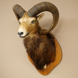 Mufflon (Ovis gmelini musimon) Präparat HL 76 cm Kopf Schulter Haupt auf Trophäenschild 85.12.97