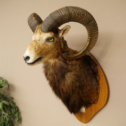 Mufflon (Ovis gmelini musimon) Präparat HL 76 cm Kopf Schulter Haupt auf Trophäenschild 85.12.97