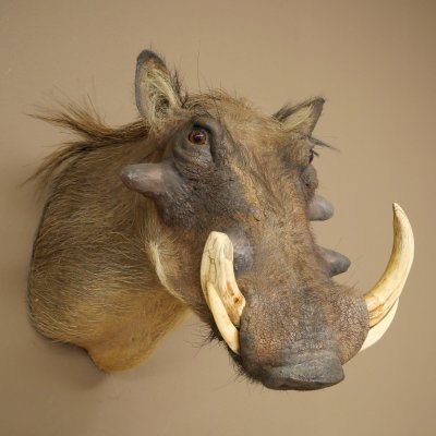 Warthog Boar Head Mount, tusk length max. 20.8 cm, African Warthog Trophy, 95.11.19