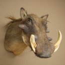 Warthog Boar Head Mount, tusk length max. 20.8 cm, African Warthog Trophy, 95.11.19
