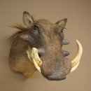 Warthog Boar Head Mount, tusk length max. 20.8 cm, African Warthog Trophy, 95.11.19