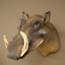 Warthog Boar Head Mount, tusk length max. 20.8 cm, African Warthog Trophy, 95.11.19