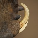 Warthog Boar Head Mount, tusk length max. 20.8 cm, African Warthog Trophy, 95.11.19