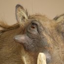 Warthog Boar Head Mount, tusk length max. 20.8 cm, African Warthog Trophy, 95.11.19