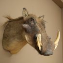 Warthog Boar Head Mount, tusk length max. 20.8 cm, African Warthog Trophy, 95.11.19