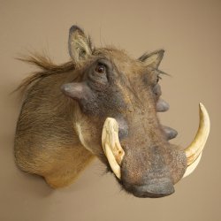 Warthog Boar Head Mount, tusk length max. 20.8 cm, African Warthog Trophy, 95.11.19