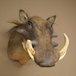 Warthog Boar Head Mount, tusk length max. 20.8 cm, African Warthog Trophy, 95.11.19
