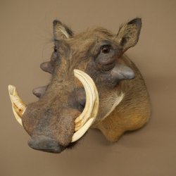 Warthog Boar Head Mount, tusk length max. 20.8 cm, African Warthog Trophy, 95.11.19