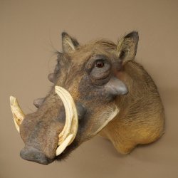 Warthog Boar Head Mount, tusk length max. 20.8 cm, African Warthog Trophy, 95.11.19