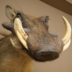 Warthog Boar Head Mount, tusk length max. 20.8 cm, African Warthog Trophy, 95.11.19