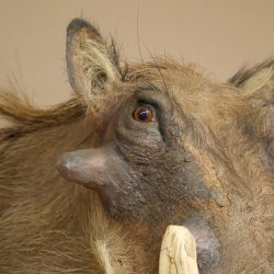 Warthog Boar Head Mount, tusk length max. 20.8 cm, African Warthog Trophy, 95.11.19