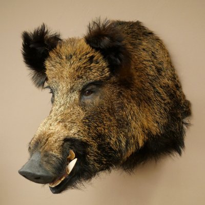 Sanglier Cochon sauvage européen Tête de sanglier Hauteur 72 cm Tête Animal empaillé Préparation Trophée Panneau 34.1.73