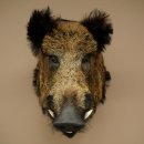 Sanglier Cochon sauvage européen Tête de sanglier Hauteur 72 cm Tête Animal empaillé Préparation Trophée Panneau 34.1.73