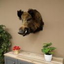 Sanglier Cochon sauvage européen Tête de sanglier Hauteur 72 cm Tête Animal empaillé Préparation Trophée Panneau 34.1.73
