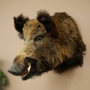 Sanglier Cochon sauvage européen Tête de sanglier Hauteur 72 cm Tête Animal empaillé Préparation Trophée Panneau 34.1.73
