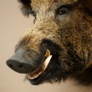 Sanglier Cochon sauvage européen Tête de sanglier Hauteur 72 cm Tête Animal empaillé Préparation Trophée Panneau 34.1.73
