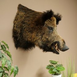 Sanglier Cochon sauvage européen Tête de sanglier Hauteur 72 cm Tête Animal empaillé Préparation Trophée Panneau 34.1.73