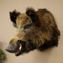 Sanglier Cochon sauvage européen Tête de sanglier Hauteur 72 cm Tête Animal empaillé Préparation Trophée Panneau 34.1.73