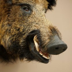 Sanglier Cochon sauvage européen Tête de sanglier Hauteur 72 cm Tête Animal empaillé Préparation Trophée Panneau 34.1.73