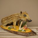 Frischling Ganzpräparat Höhe 31 cm auf Dekoplatte sitzend Schwein Wildschwein Präparat Deko 34.2.38