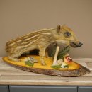 Frischling Ganzpräparat Höhe 31 cm auf Dekoplatte sitzend Schwein Wildschwein Präparat Deko 34.2.38