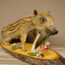 Frischling Ganzpräparat Höhe 31 cm auf Dekoplatte sitzend Schwein Wildschwein Präparat Deko 34.2.38