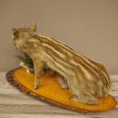 Frischling Ganzpräparat Höhe 31 cm auf Dekoplatte sitzend Schwein Wildschwein Präparat Deko 34.2.38