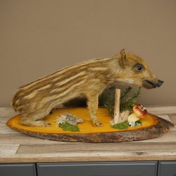 Frischling Ganzpräparat Höhe 31 cm auf Dekoplatte sitzend Schwein Wildschwein Präparat Deko 34.2.38