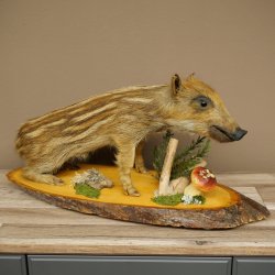 Frischling Ganzpräparat Höhe 31 cm auf Dekoplatte sitzend Schwein Wildschwein Präparat Deko 34.2.38