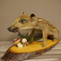Frischling Ganzpräparat Höhe 31 cm auf Dekoplatte sitzend Schwein Wildschwein Präparat Deko 34.2.38