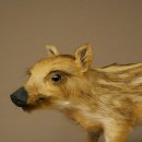 Frischling Ganzpräparat Höhe 26 cm stehend Schwein Wildschwein Präparat Deko 34.2.39