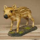 Frischling Ganzpräparat Höhe 26 cm stehend Schwein Wildschwein Präparat Deko 34.2.39