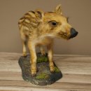 Frischling Ganzpräparat Höhe 26 cm stehend Schwein Wildschwein Präparat Deko 34.2.39