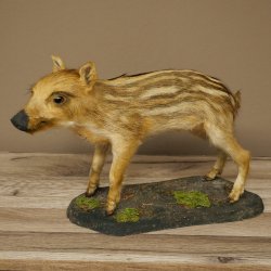 Frischling Ganzpräparat Höhe 26 cm stehend Schwein Wildschwein Präparat Deko 34.2.39