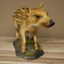Frischling Ganzpräparat Höhe 26 cm stehend Schwein Wildschwein Präparat Deko 34.2.39