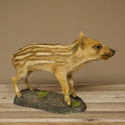 Frischling Ganzpräparat Höhe 26 cm stehend Schwein Wildschwein Präparat Deko 34.2.39