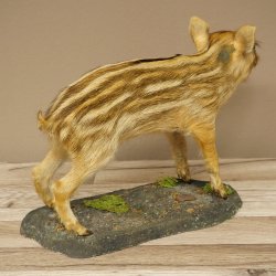 Frischling Ganzpräparat Höhe 26 cm stehend Schwein Wildschwein Präparat Deko 34.2.39