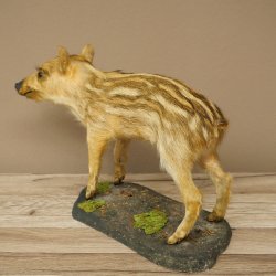 Frischling Ganzpräparat Höhe 26 cm stehend Schwein Wildschwein Präparat Deko 34.2.39