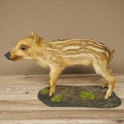 Frischling Ganzpräparat Höhe 26 cm stehend Schwein Wildschwein Präparat Deko 34.2.39