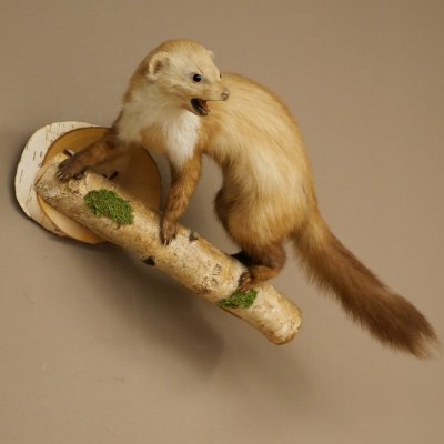 Steenmarter Marter op tak Opgezette decoratie Hoogte 53 m Opgezette dieren 89.5.231