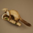 Steenmarter Marter op tak Opgezette decoratie Hoogte 53 m Opgezette dieren 89.5.231