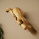 Steenmarter Marter op tak Opgezette decoratie Hoogte 53 m Opgezette dieren 89.5.231