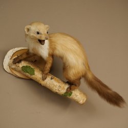 Steenmarter Marter op tak Opgezette decoratie Hoogte 53 m Opgezette dieren 89.5.231