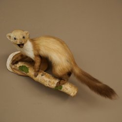 Steenmarter Marter op tak Opgezette decoratie Hoogte 53 m Opgezette dieren 89.5.231