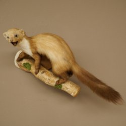 Steenmarter Marter op tak Opgezette decoratie Hoogte 53 m Opgezette dieren 89.5.231