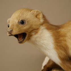 Steenmarter Marter op tak Opgezette decoratie Hoogte 53 m Opgezette dieren 89.5.231