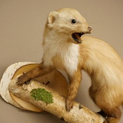 Steenmarter Marter op tak Opgezette decoratie Hoogte 53 m Opgezette dieren 89.5.231