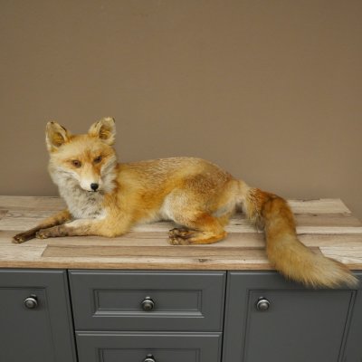 Vos Rode vos zittend op decoratieve plaat Opgezette dieren Opgezette dieren Trofee 89.8.187