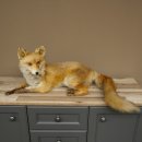 Vos Rode vos zittend op decoratieve plaat Opgezette dieren Opgezette dieren Trofee 89.8.187