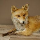 Vos Rode vos zittend op decoratieve plaat Opgezette dieren Opgezette dieren Trofee 89.8.187